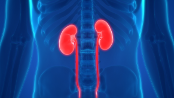 Kidney