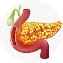 Pancreas